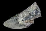 Partial Tyrannosaurus Rex Tooth - Montana #92794-1